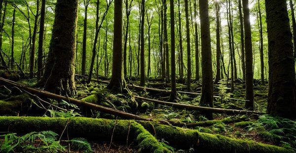 Formation sylvothérapie à nantes : découvrez le stage de 30h pour guider en nature